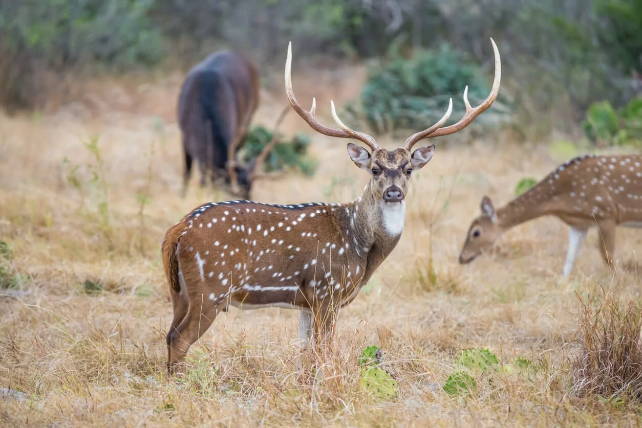Texas Deer Hunt Guide Everything You Need to Know The Ultimate Resource