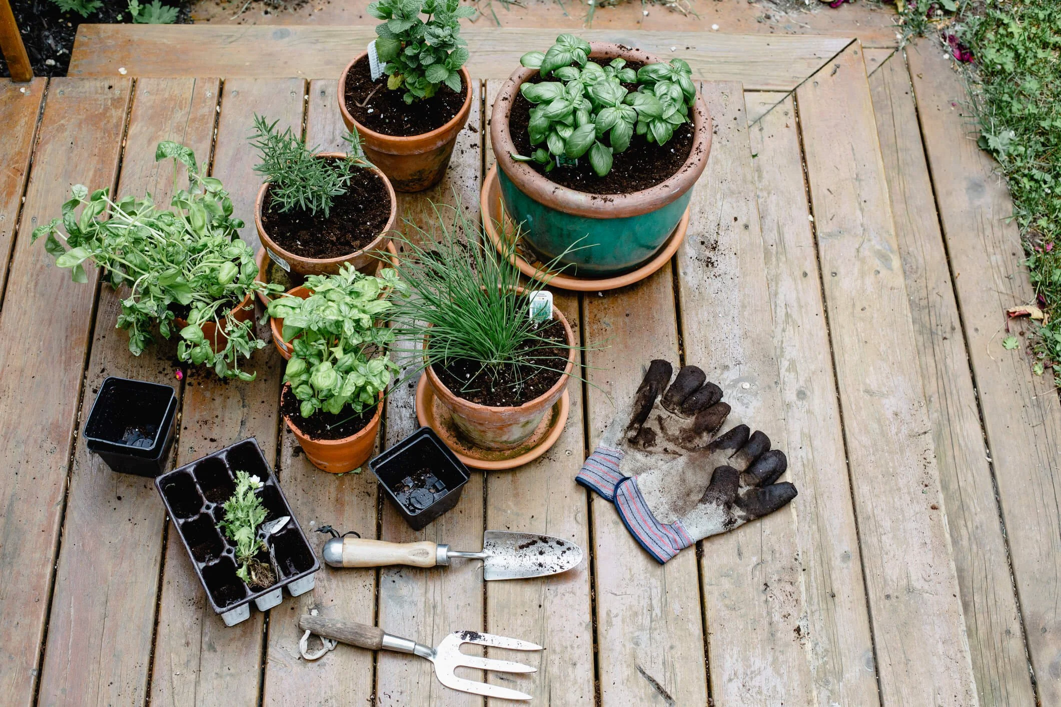 10 Easy to Grow Herbs for Beginners | The Diet and Health Benefits of ...