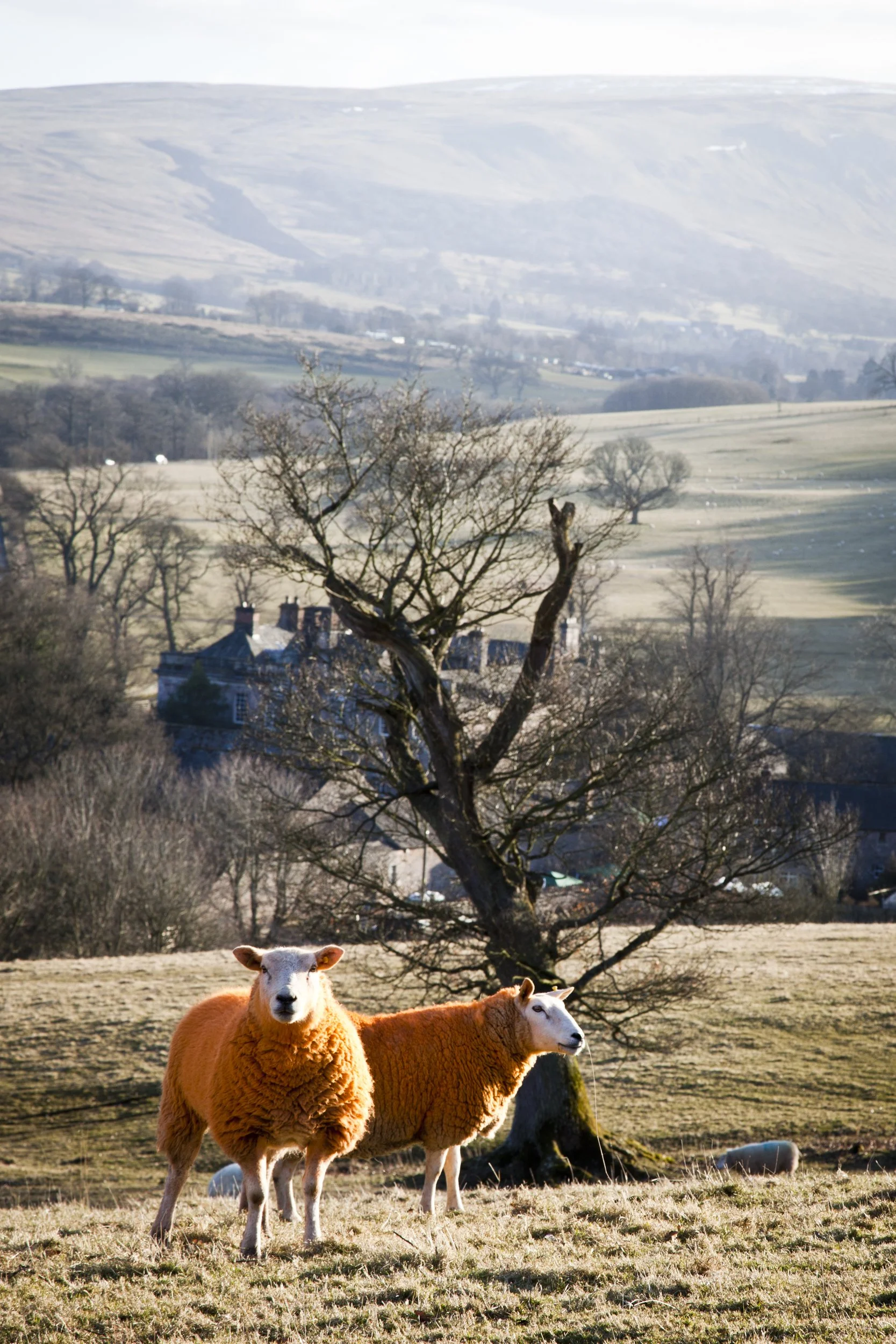 Marmalade sheep
