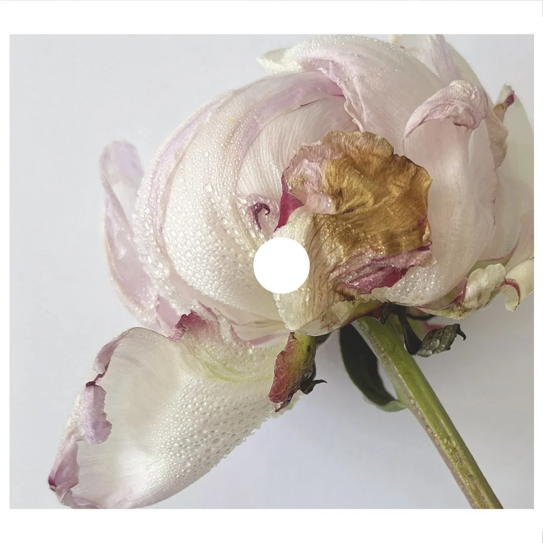 PIVOINES CARRÉE 4 B LASSAILLY.jpg