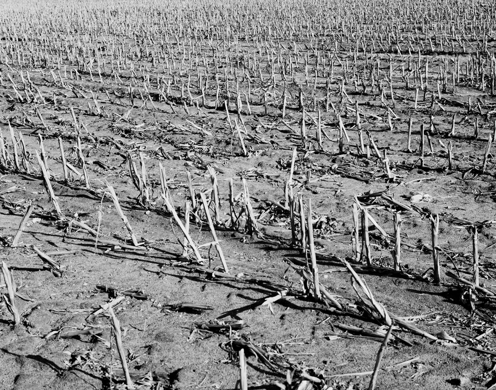  After the Harvest, Ramsholt  
Silver gelatin print, edition of 5 
40 × 50 cm 
£ 
 