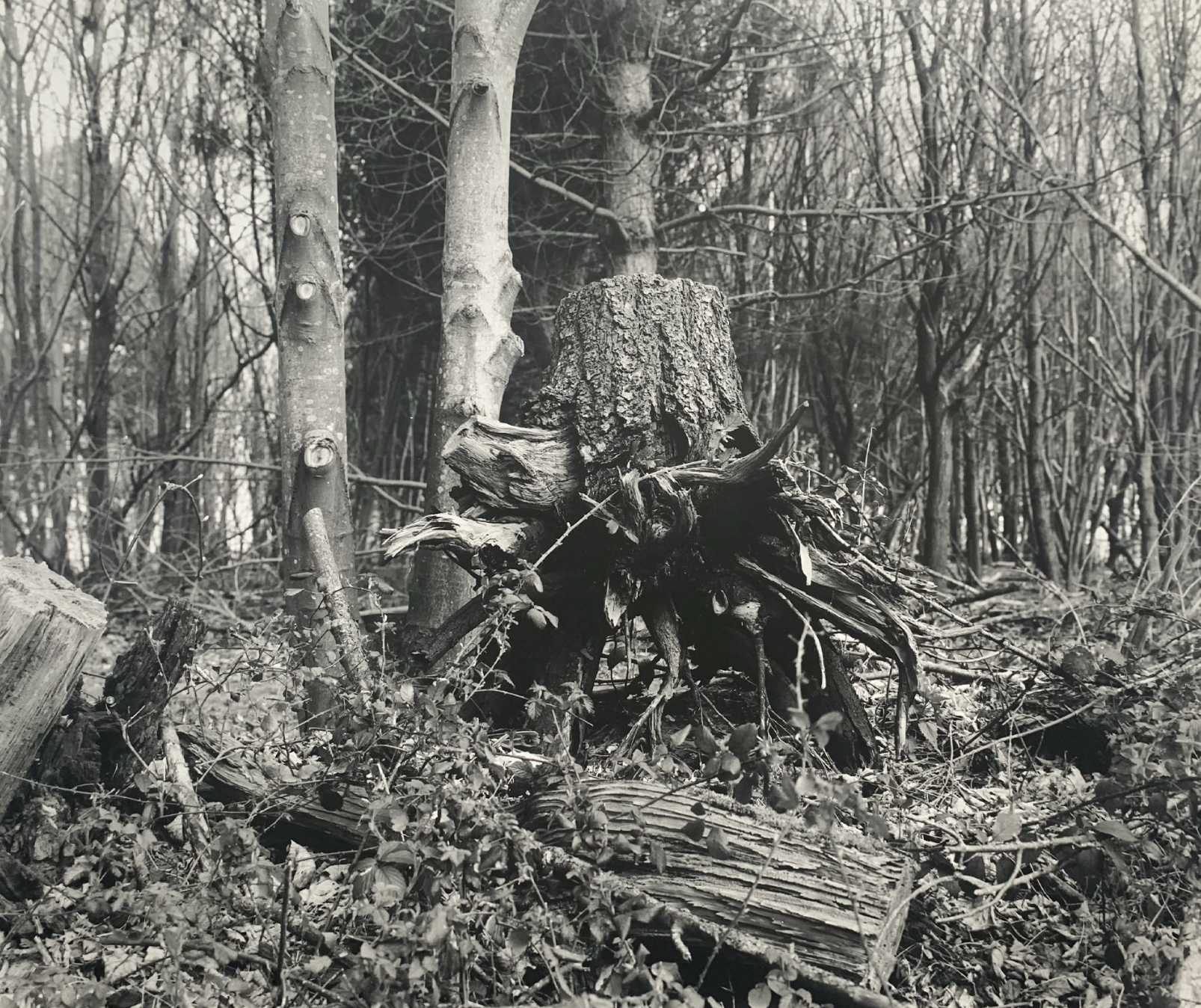  Cragpit Plantation, Ramsholt  
Silver gelatin print, edition of 5 
40 × 50 cm 
£ 
 
