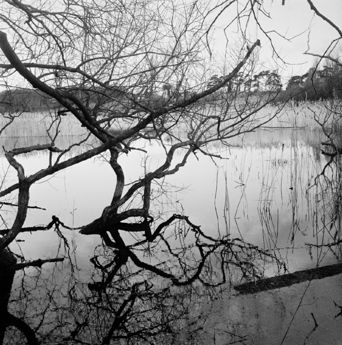  Flooded Water Meadows, Ramsholt 2  
Inkjet print 
127 × 127 cm 
£ 
 