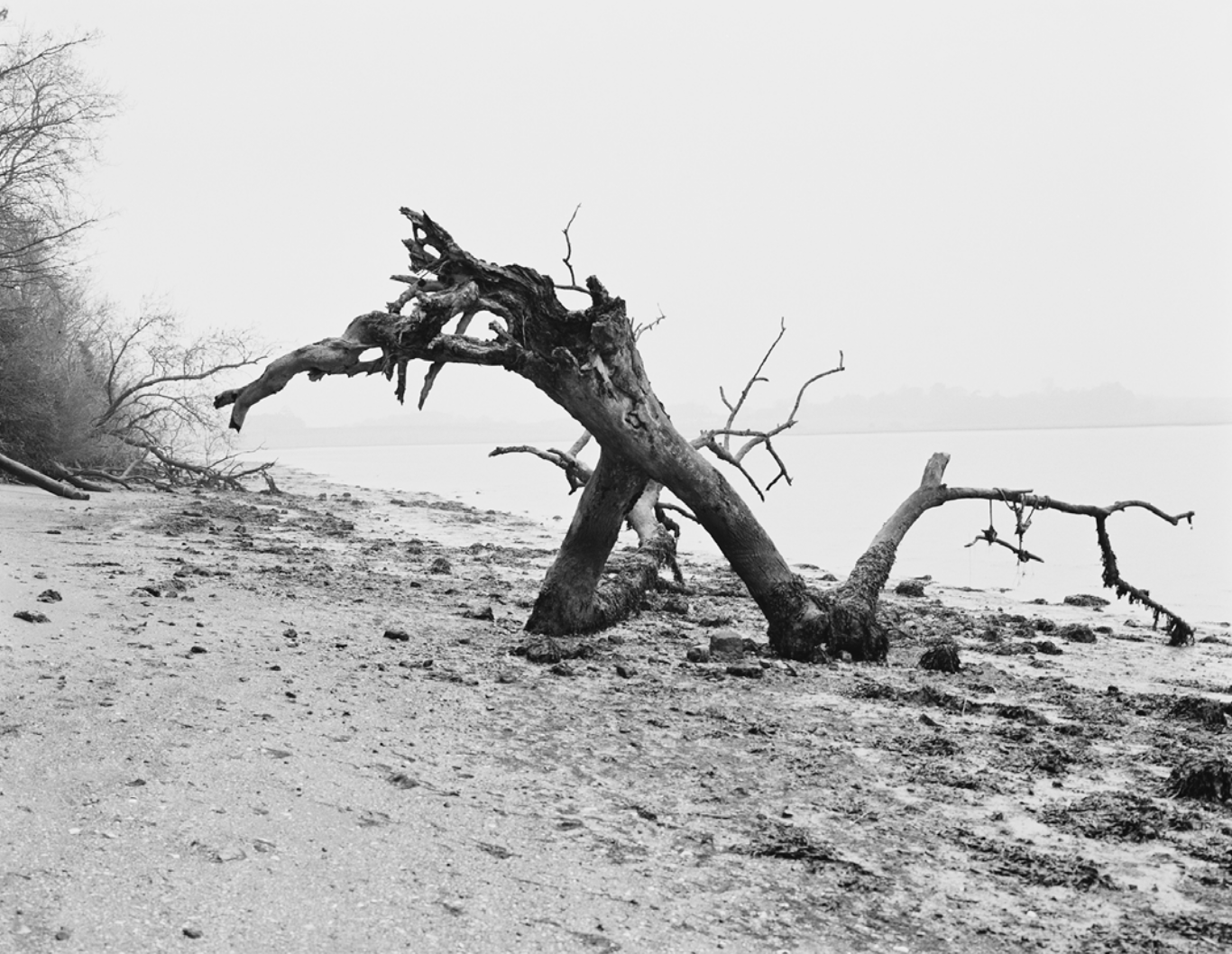 Riverbank below Plum Tree Hall, Ramsholt  
Inkjet print 
127 × 158.75 cm 
£ 
 