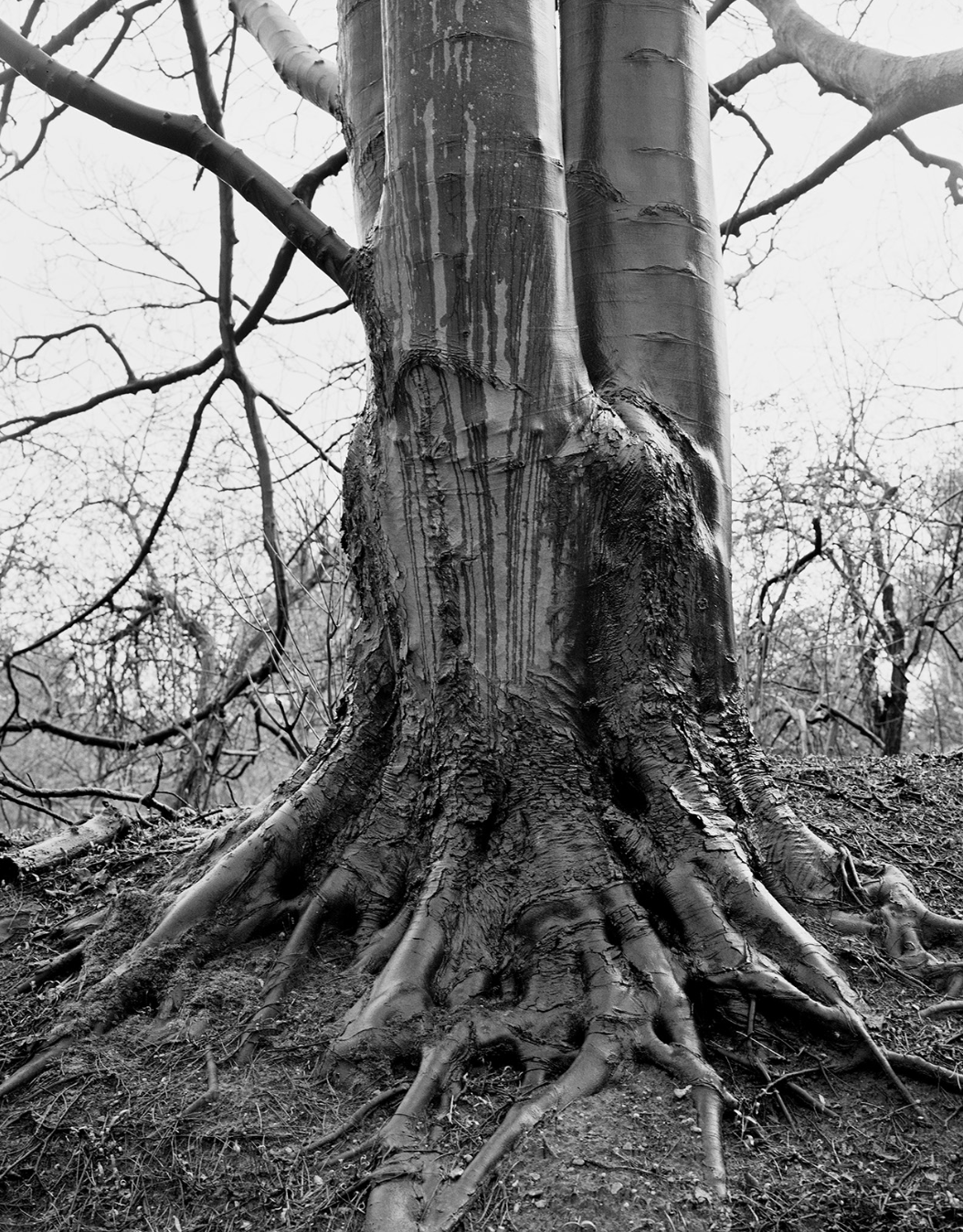  Sycamore, Quilter Hill, Ramsholt  
Silver gelatin print, edition of 5 
40 × 50 cm 
£ 
 