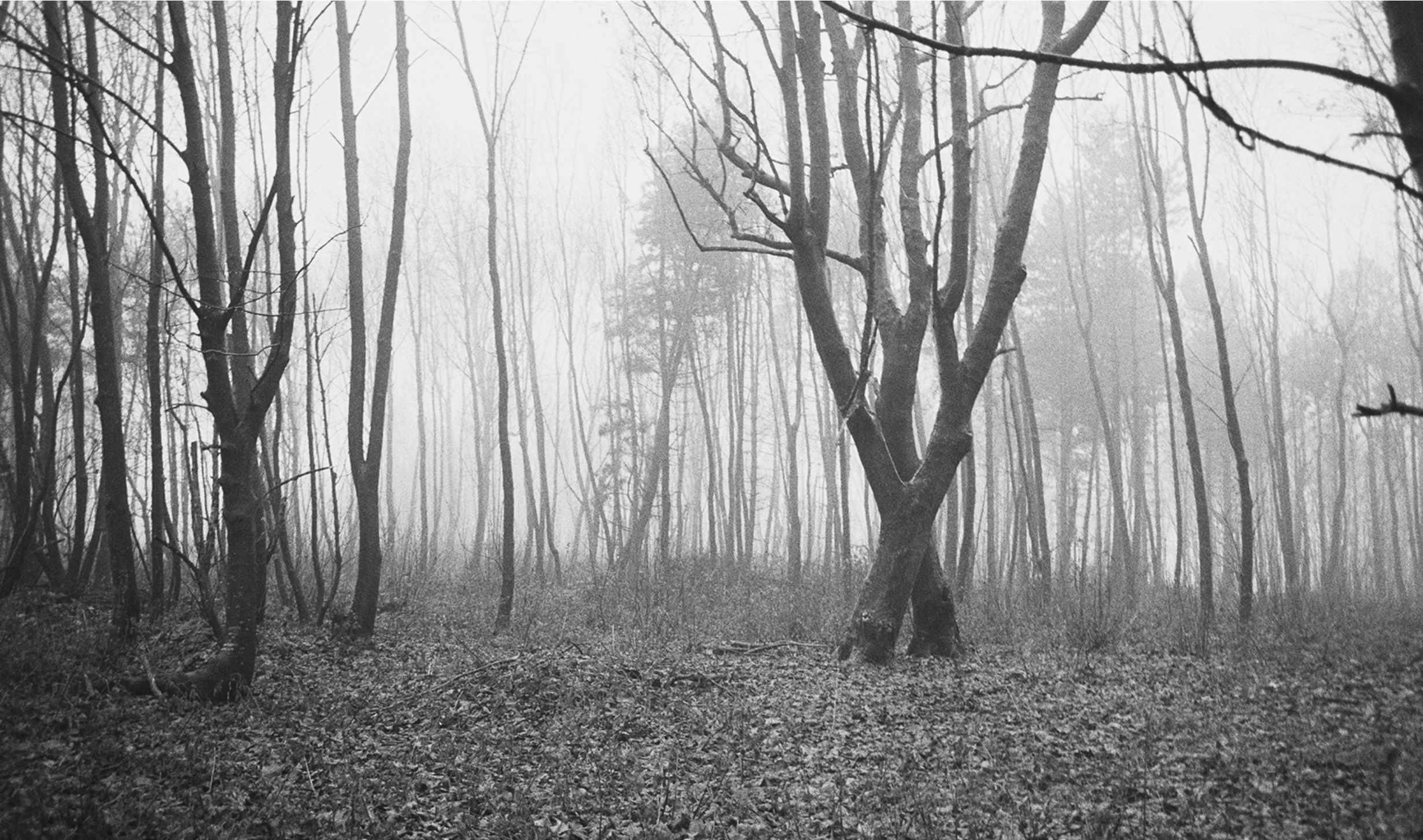  Sycamores, Cragpit Plantation, Ramsholt  
Silver gelatin print, edition of 5 
40 × 50 cm 
£ 
 