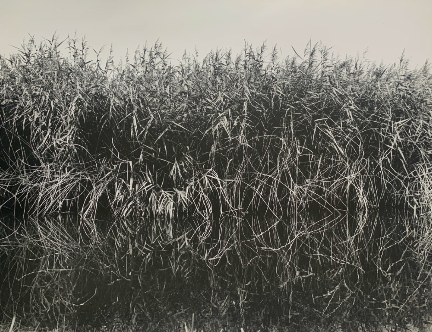  Reed Bed, Water Meadows, Ramsholt  
Inkjet print 
127 × 158.75 cm 
£ 
 