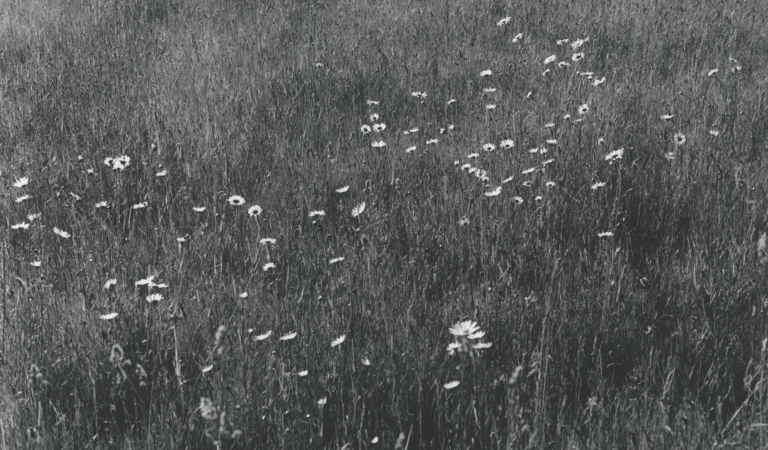  Flower Meadow, Valley Cottage, Ramsholt  
Silver gelatin print, edition of 5 
40 × 50 cm 
£ 
 