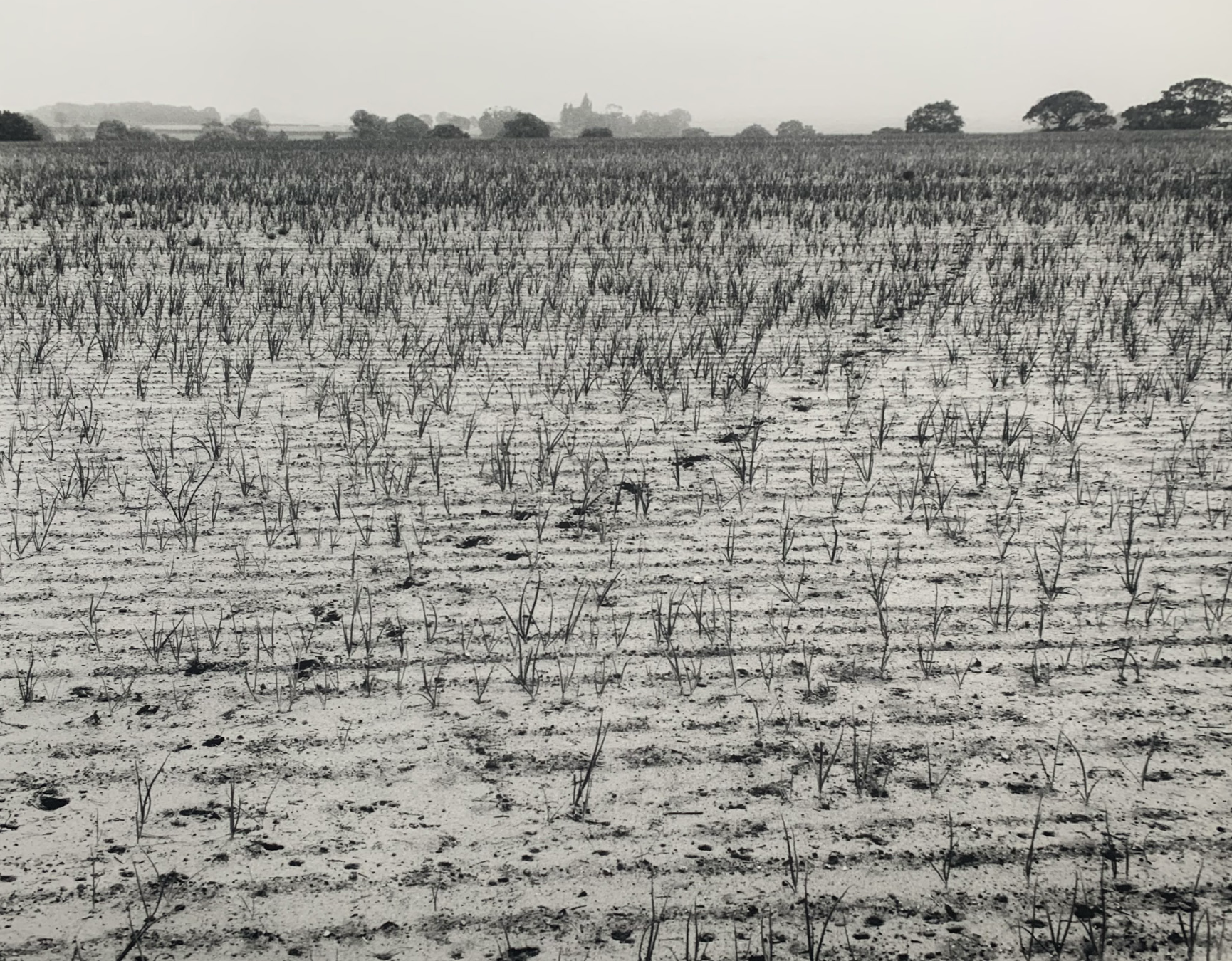  Deer Tracks through Onion Fields, Ramsholt  
Silver gelatin print, edition of 5 
40 × 50 cm 
£ 
 