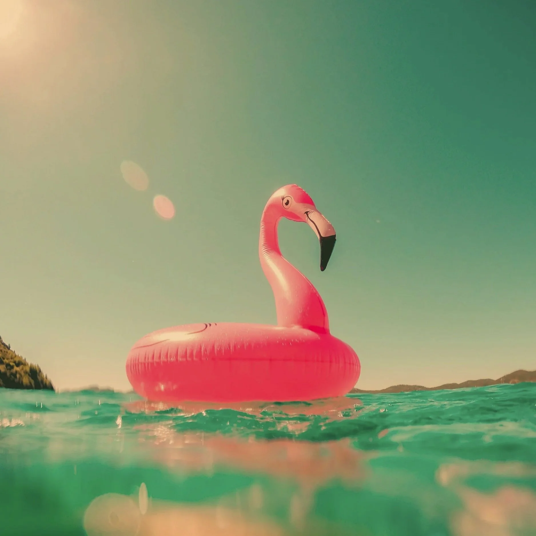 Wild Flamingo
