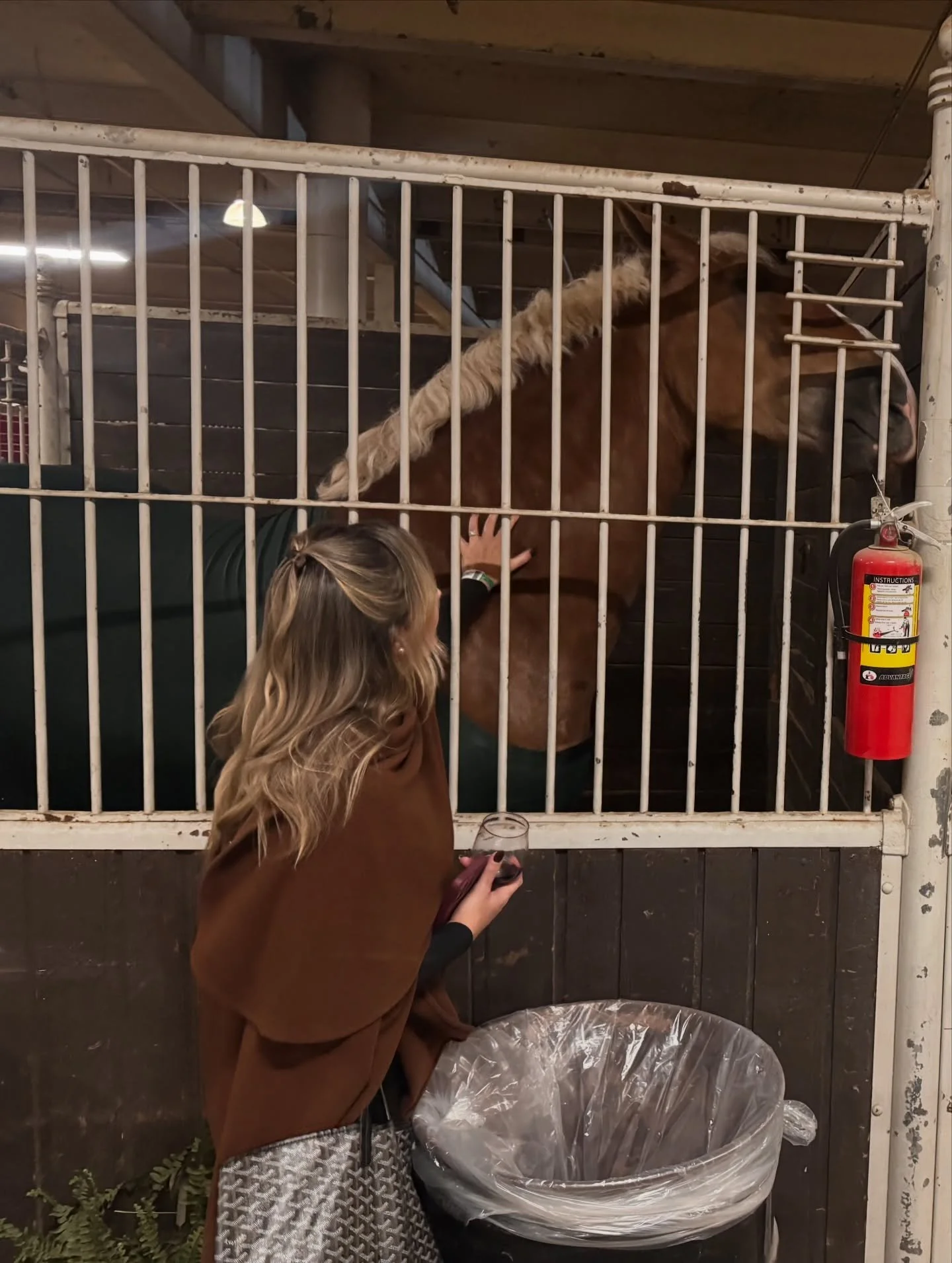 Royal 2025 👑 draft horses: I think I have a problem.