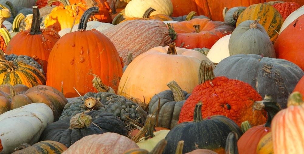 Things to Do in Oakville &amp; Burlington This September 2026