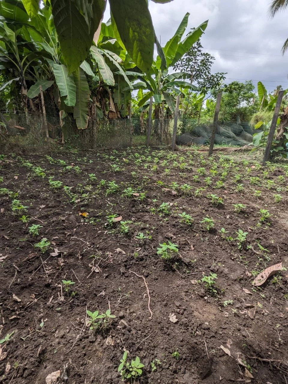 Halisi Trial Plot KKL.JPG