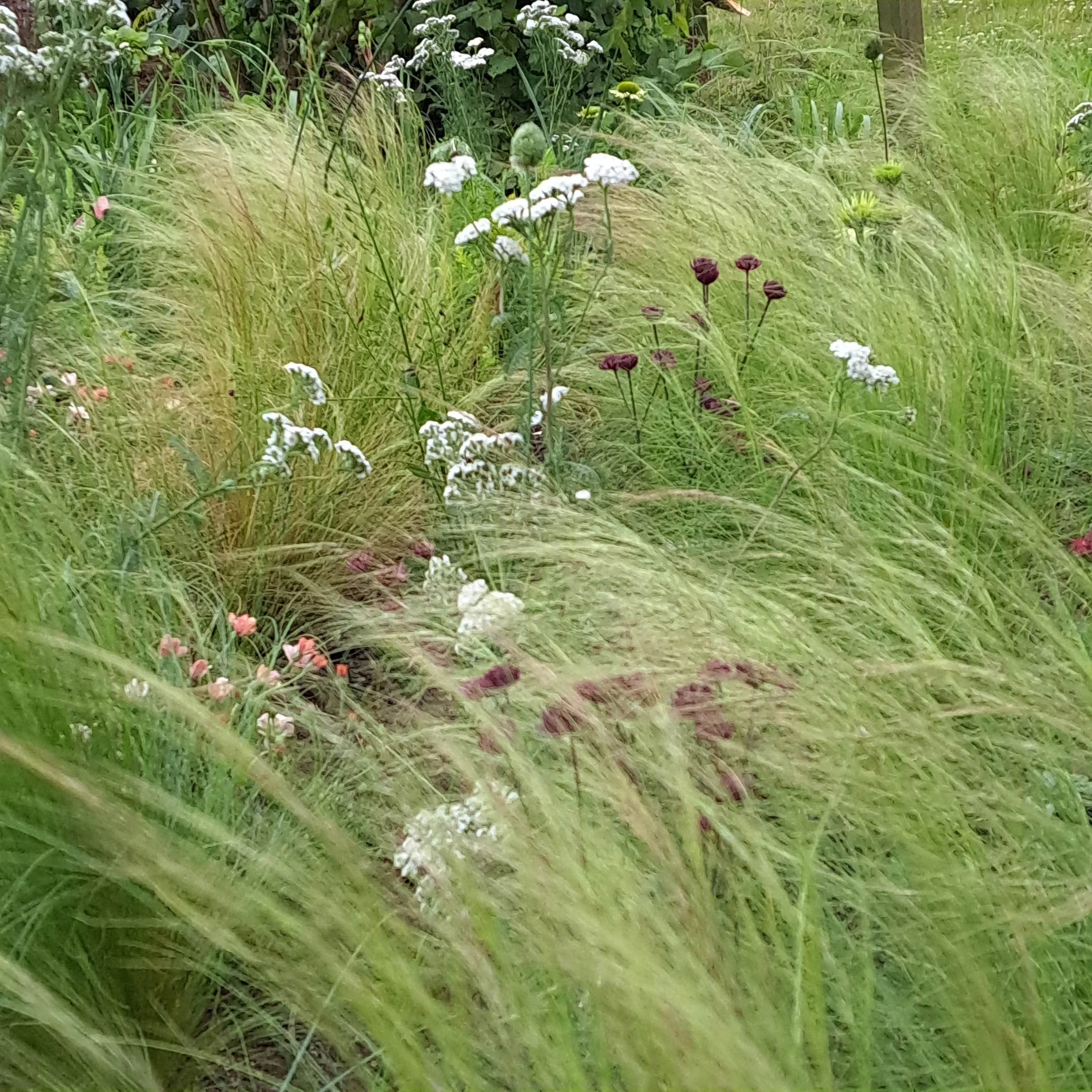 A field of green grass with various wildflowers, including white, purple, and pink blossoms.