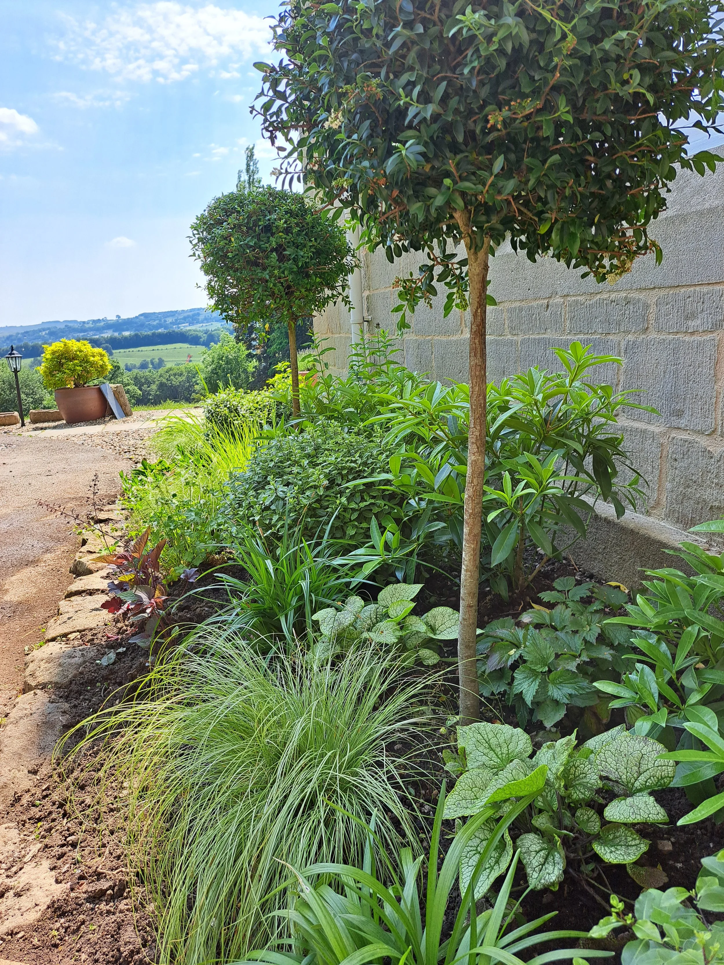 A lush garden with two small, round trees along a stone wall, surrounded by green plants and grass, with a clear blue sky in the background.