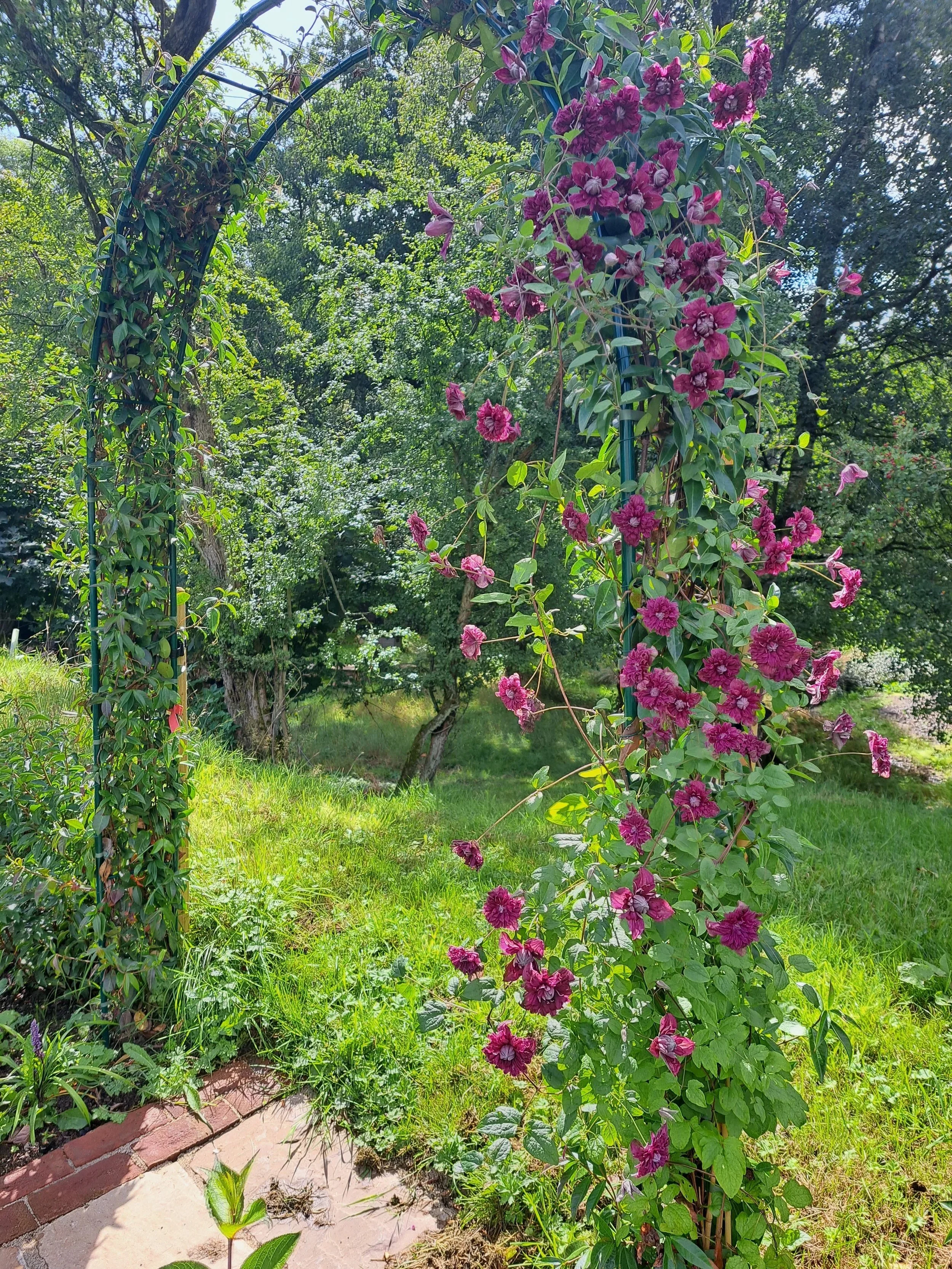 A garden archway with purple climbing flowers, surrounded by green trees and grass, under a sunny sky.