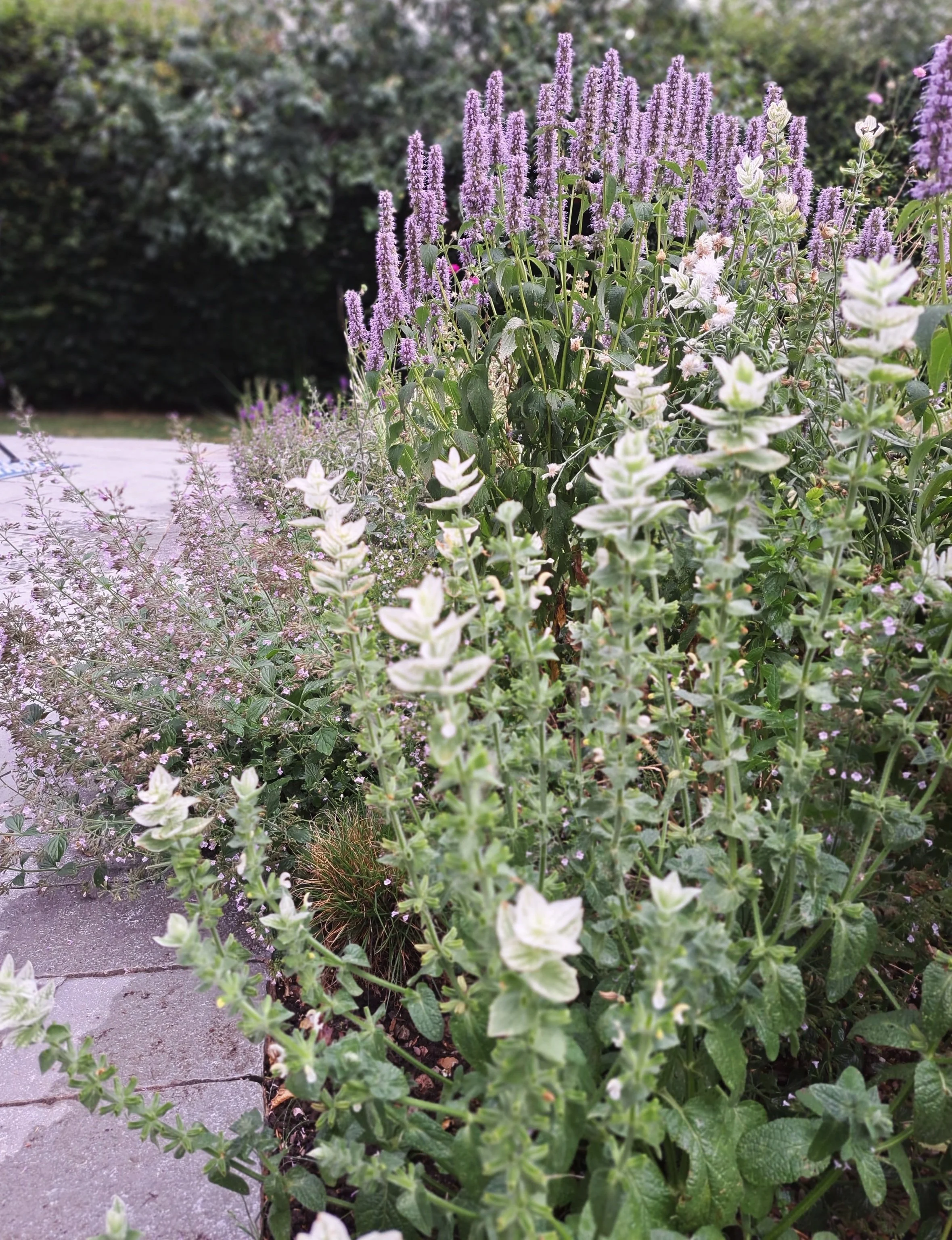 Purple and white flowering plants along a garden path with a background of green bushes and trees.