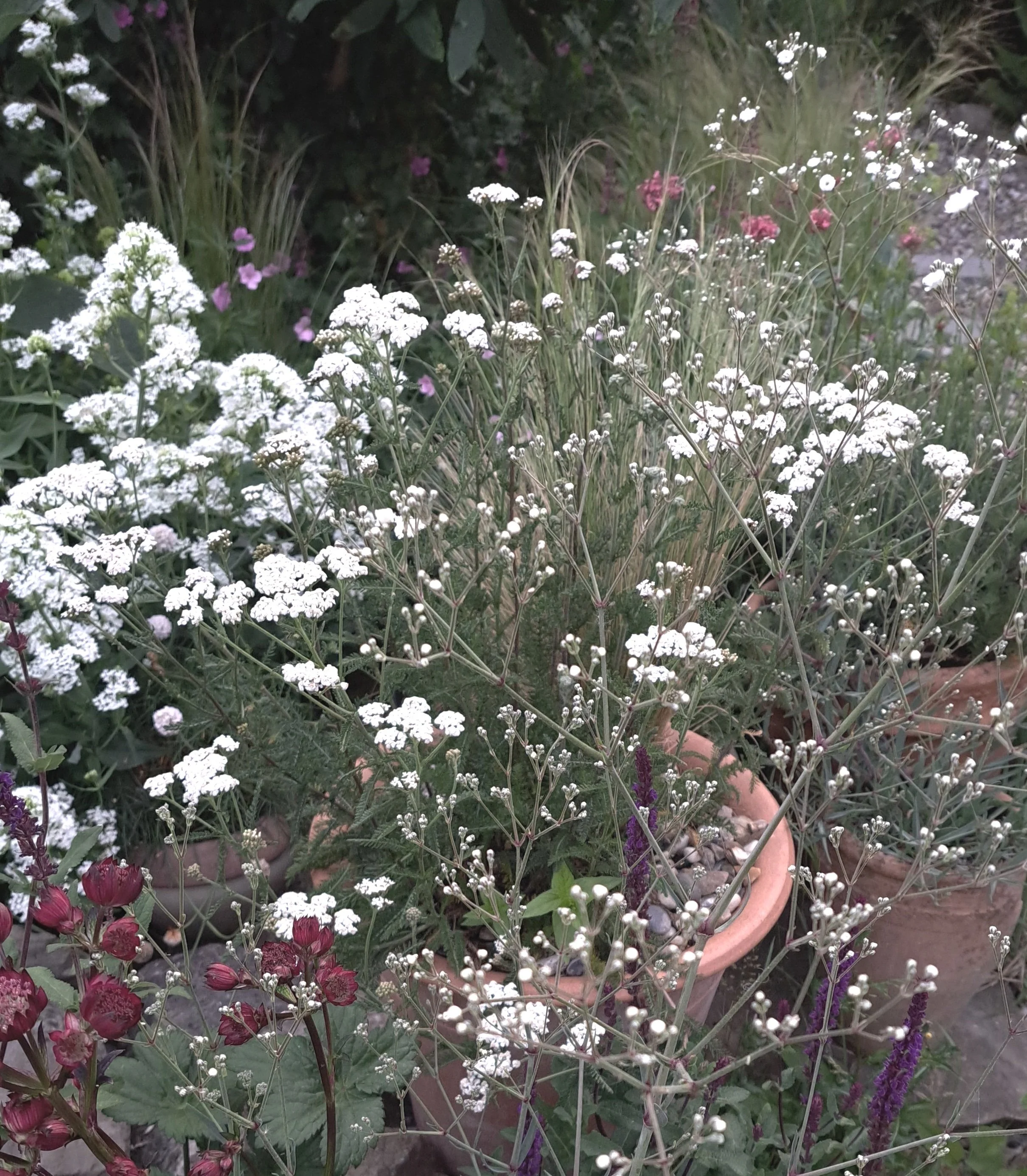A collection of potted flowers, including white baby's breath, red flowers, purple flowers, and green foliage, arranged outdoors.