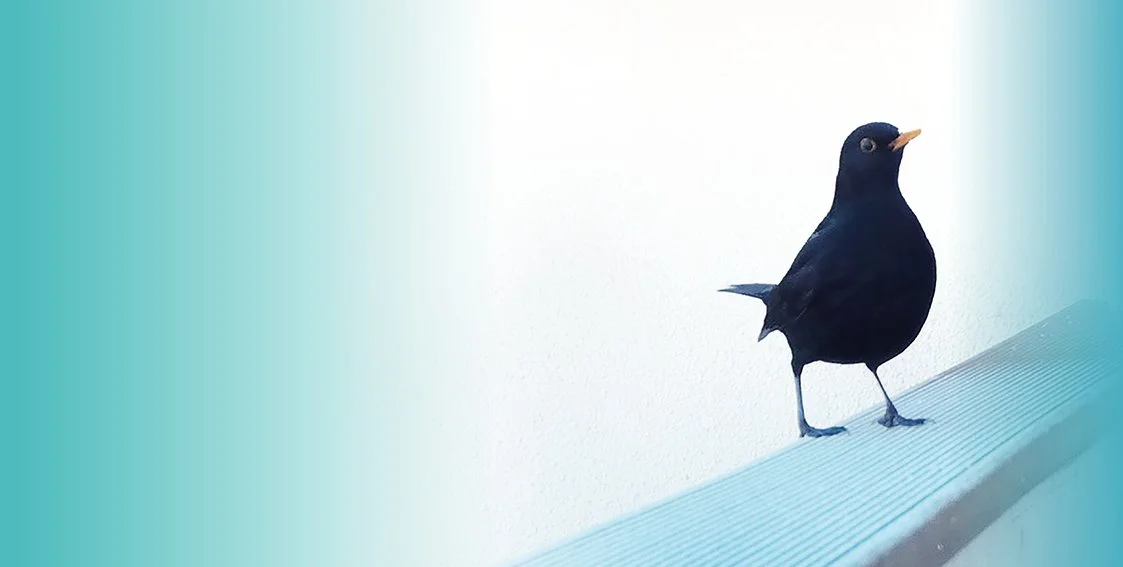 Studie: Technik trifft vogelwelt