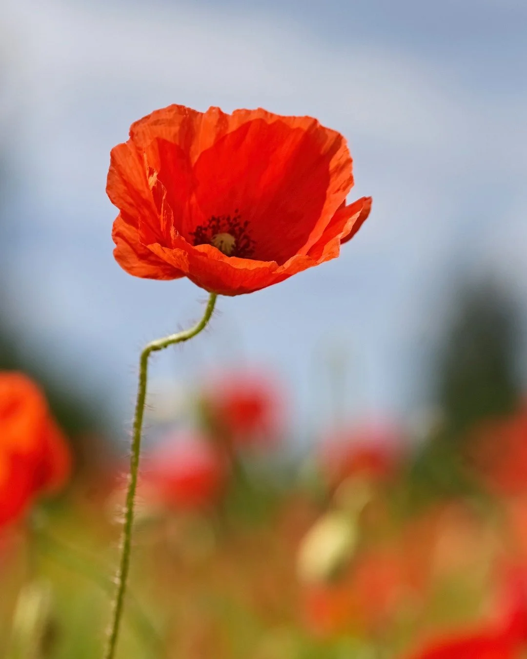 They shall grow not old,
as we that are left grow old;
Age shall not weary them,
nor the years condemn.
At the going down of the sun
and in the morning
We will remember them.
Lest we forget.......