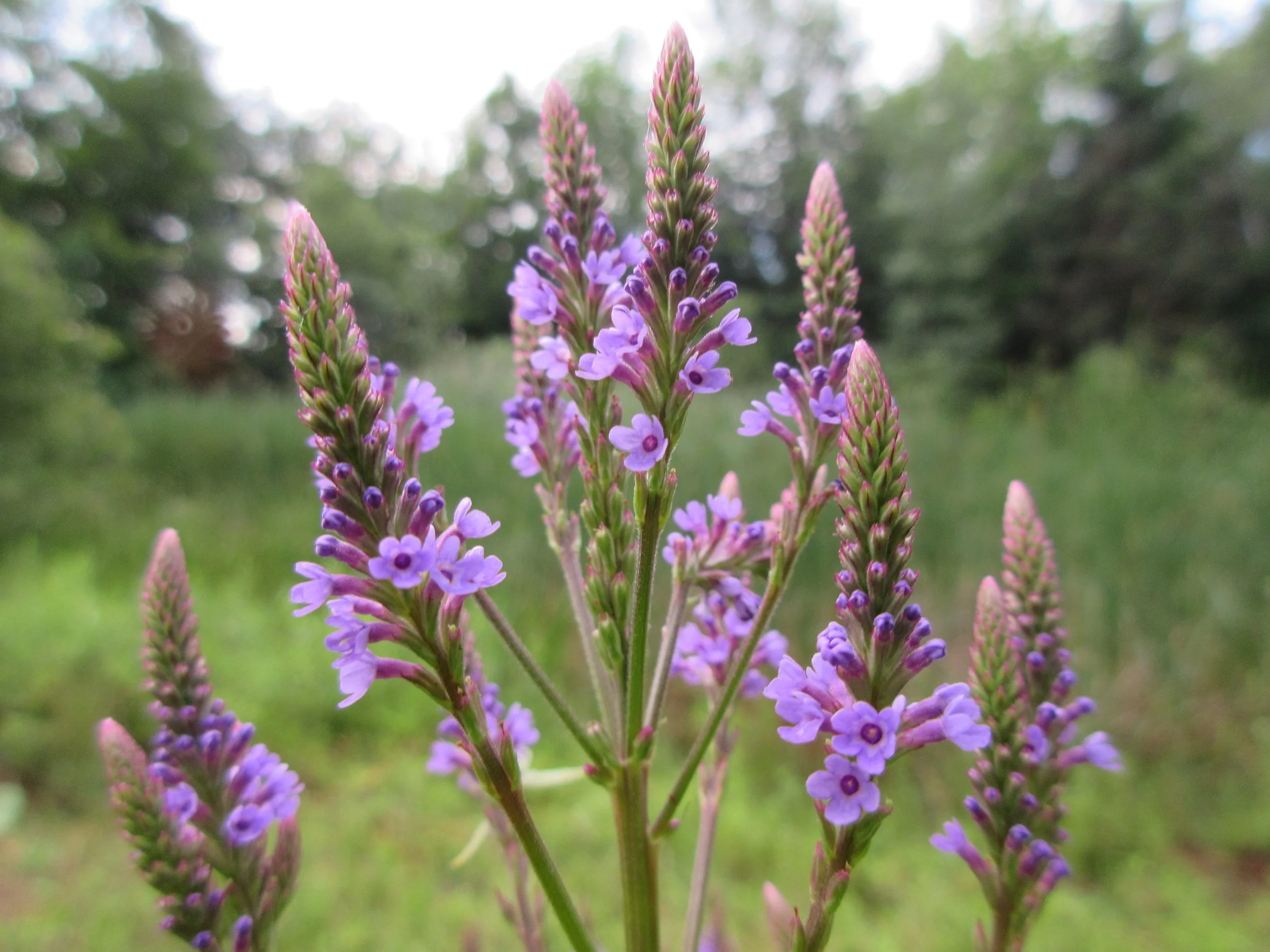 Love Your Gut Series: A Herbal Support Framework for Common Digestive Issues