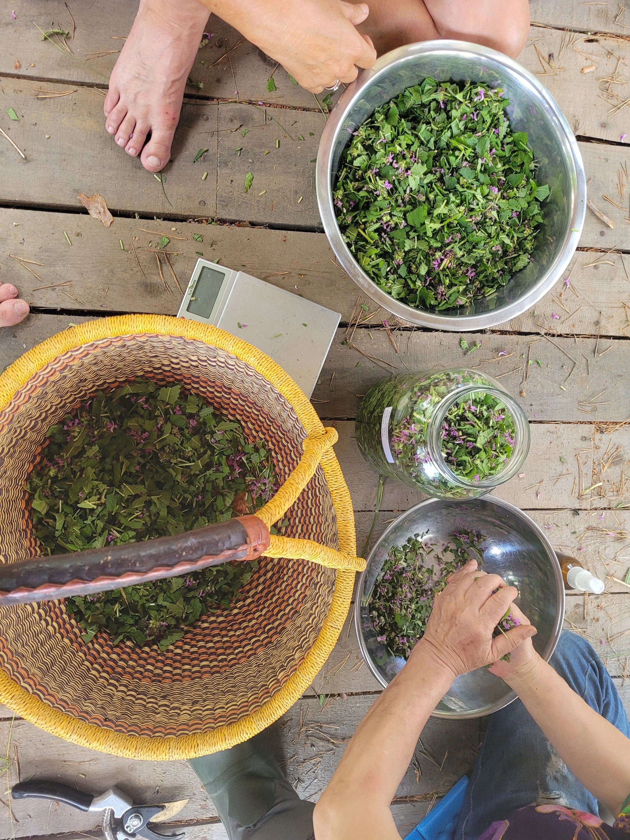 High Summer Harvesting &amp; Medicine Making Intensive (with Ember)