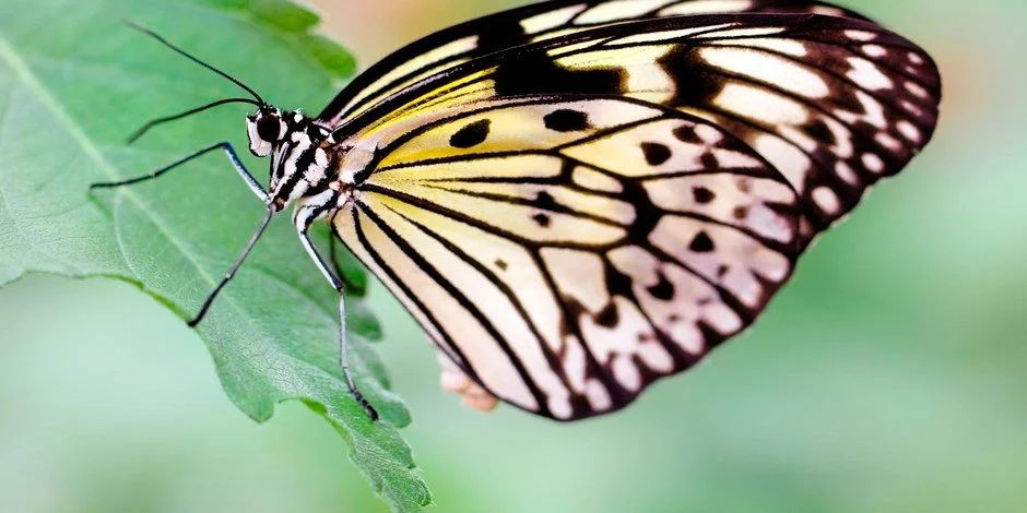 Ashcombe advises on Investment in Kinapse