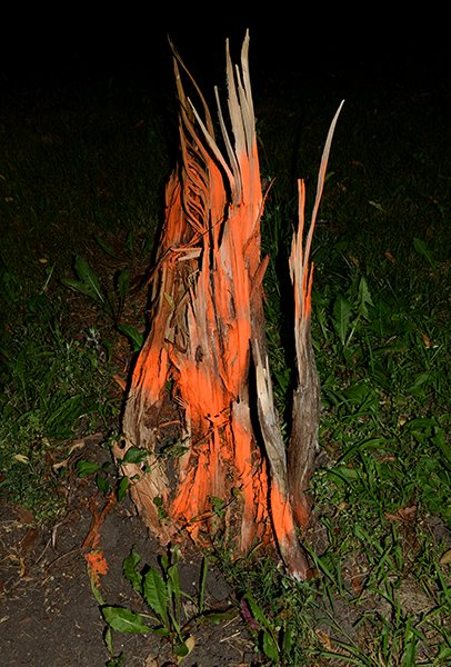 *orange stump_4939.jpg