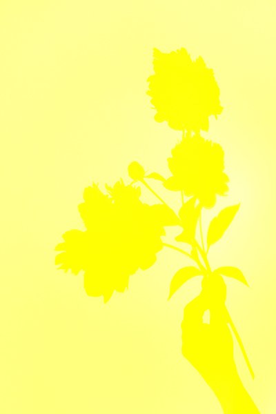 all yellow flower shadow.jpg