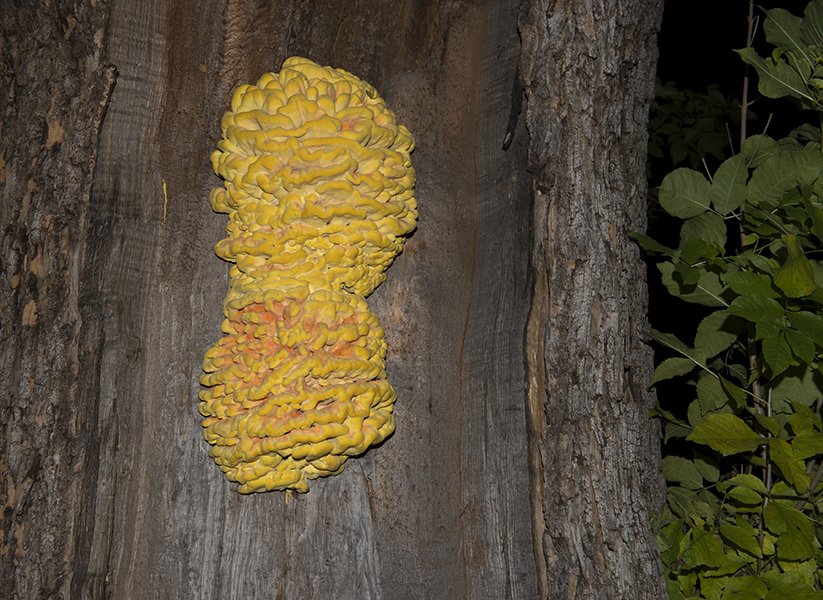 fungus on our tree test 9059.jpg