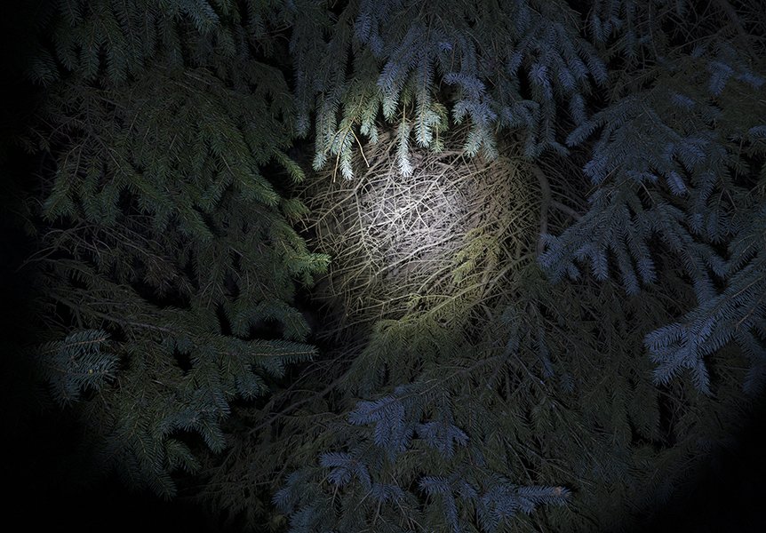 light in spruce.jpg