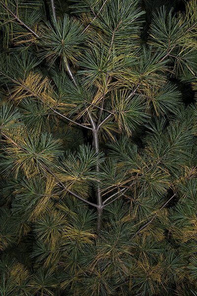 yellow needles in pine.jpg