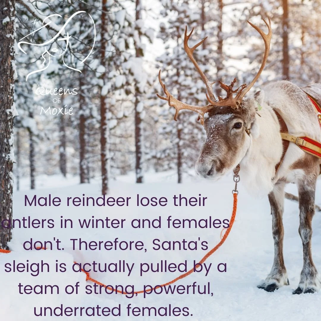Female Reindeer Pulled the Sleigh
