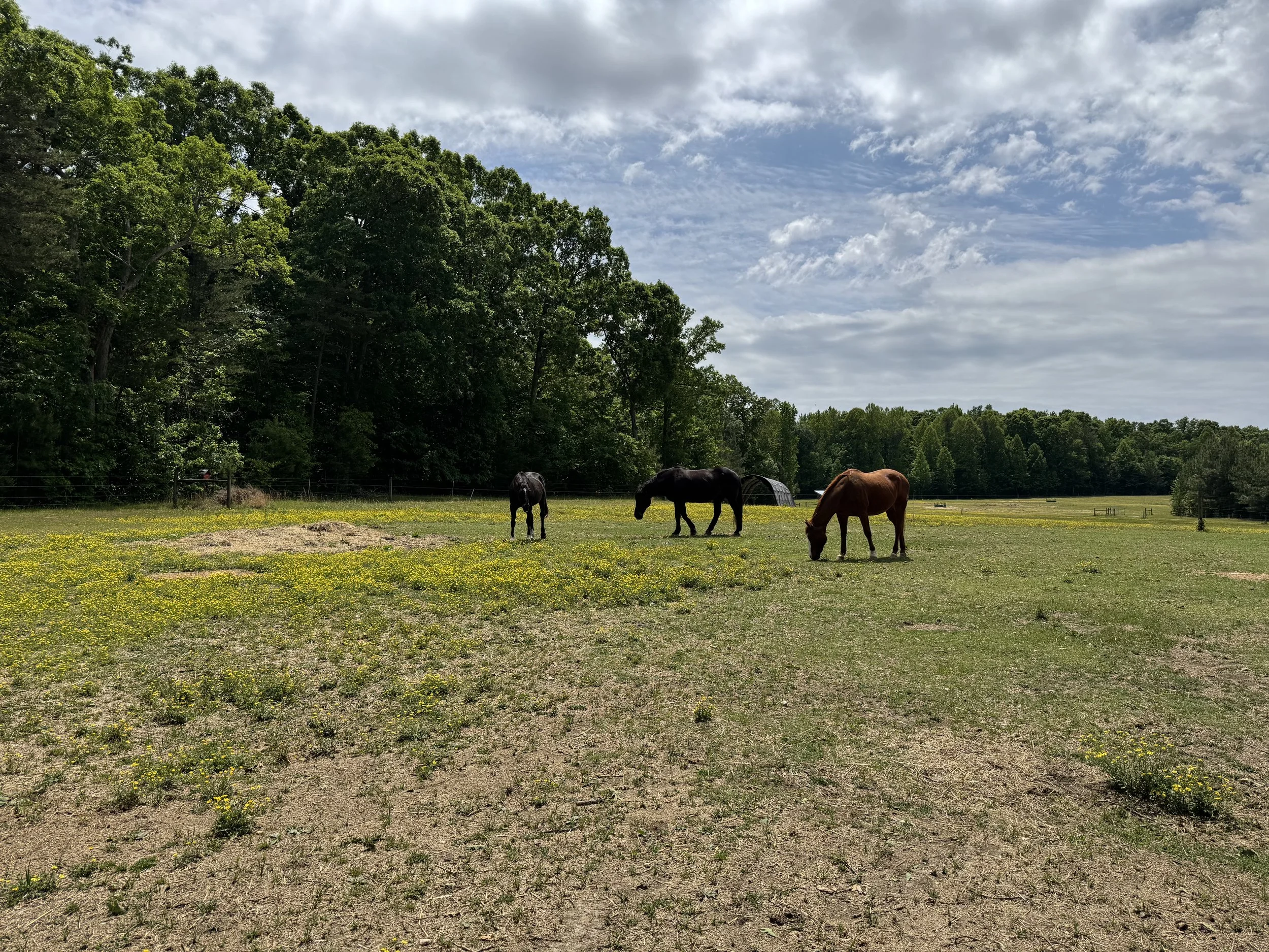 What should I expect during my first equine-assisted psychotherapy session?