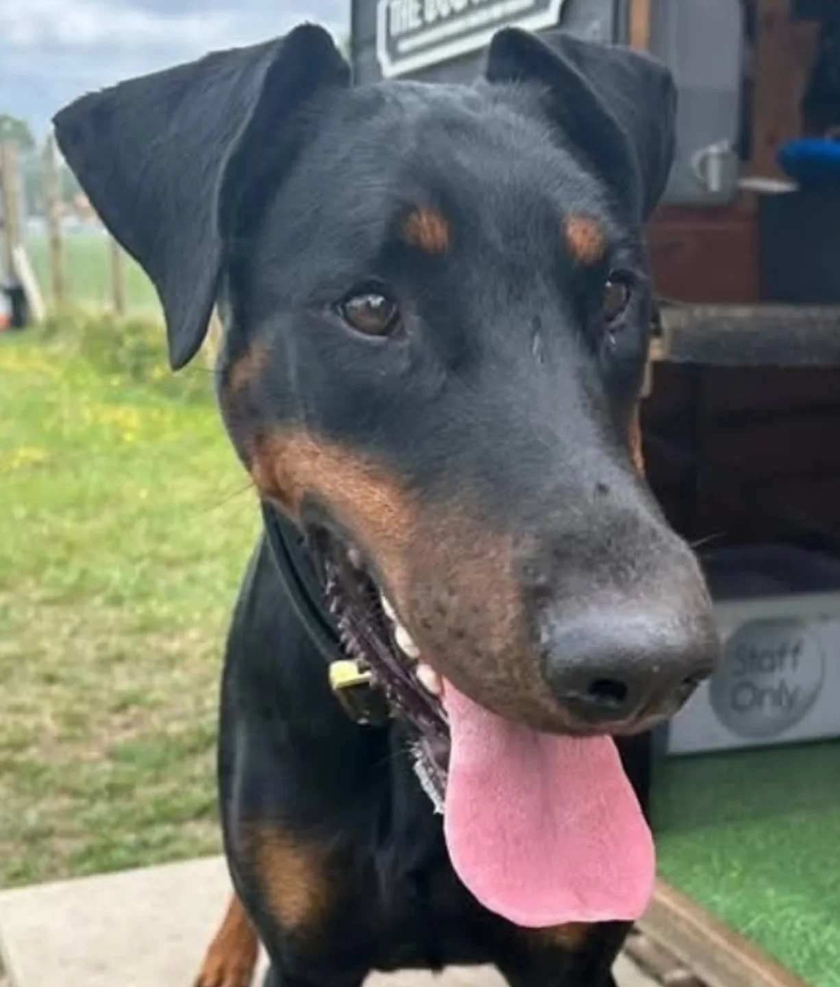 Delighted to welcome Doberman Rescue to The Field-Ollerton 

#dobermanrescueukandeurope 
#thefieldollerton
#securedogfieldcheshire
#supportacharity 
#rehomearescuedog 
#chelford#alderleyedge#wilmslow