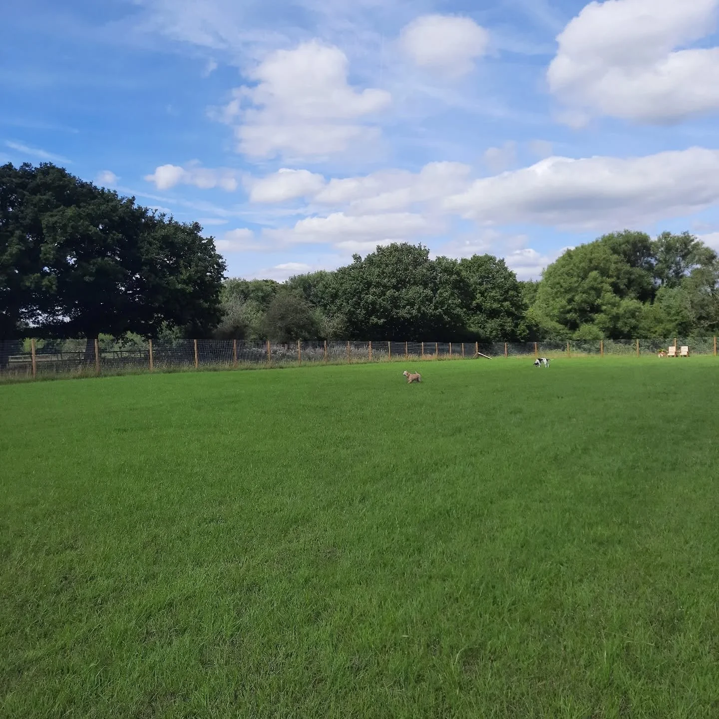 Yay,much more dog friendly weather 🙂🐾

#securefieldcheshire 
#thefieldollerton 
#dogsincheshire 
#dogsofknutsford 
#dogparks
#wilmslow#alderleyedge
#Knutsford
