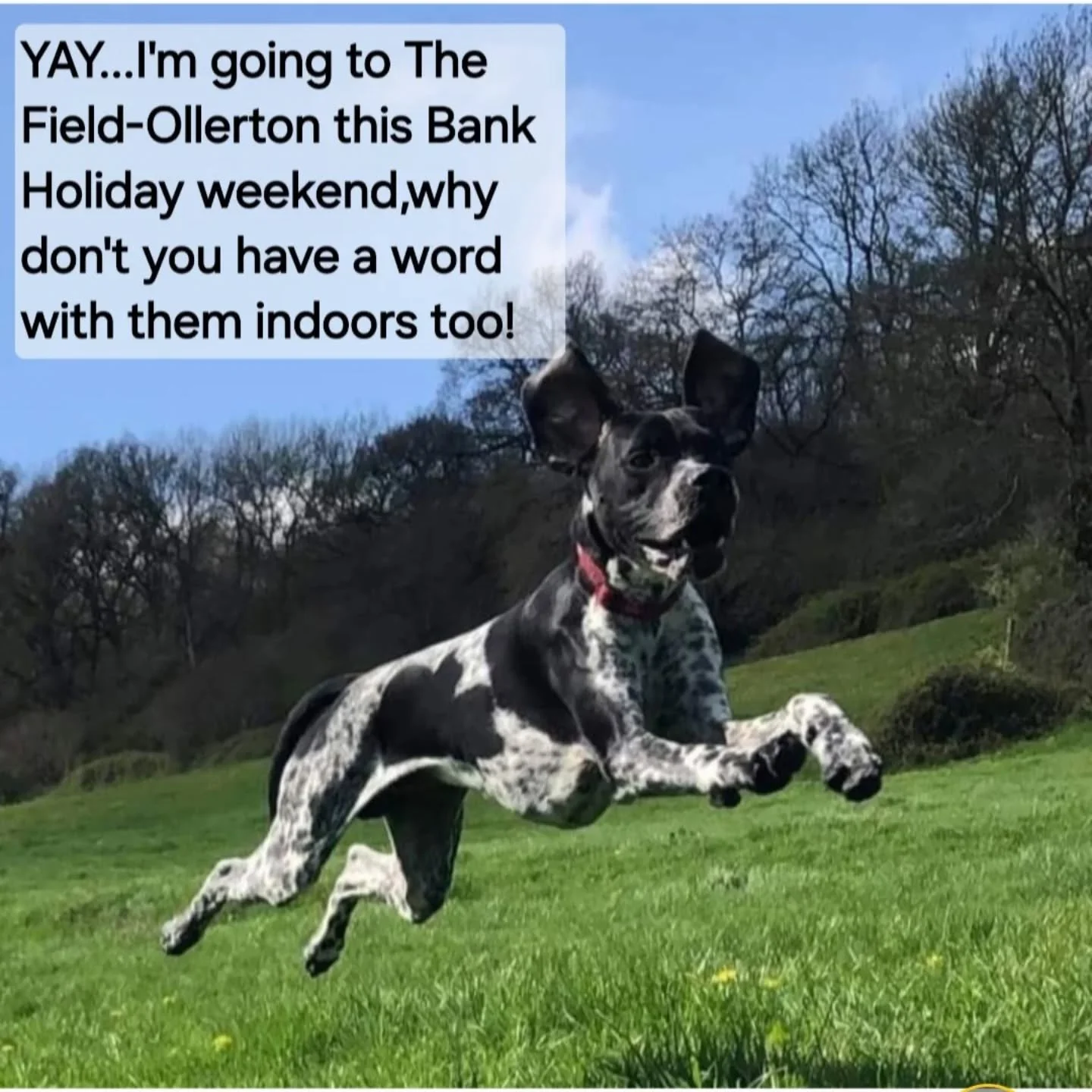 Check our availability at
thefield-ollerton.co.uk 

#securedogfields
#dogpark
#dogwalking
#cheshiredogfield 
#happyhounds 
#doglover
#thefieldollerton