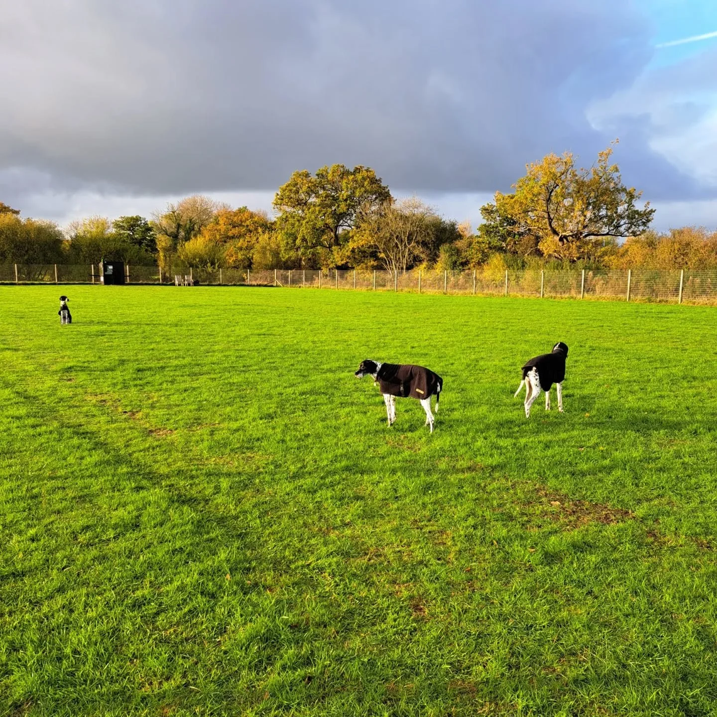 Winter dog walks🐾

#securedogfieldscheshire
#thefieldollerton
#dogwalkerscheshire
#rescuedogscheshire 
#dogsonholiday
#reactivedogs
#happydog
