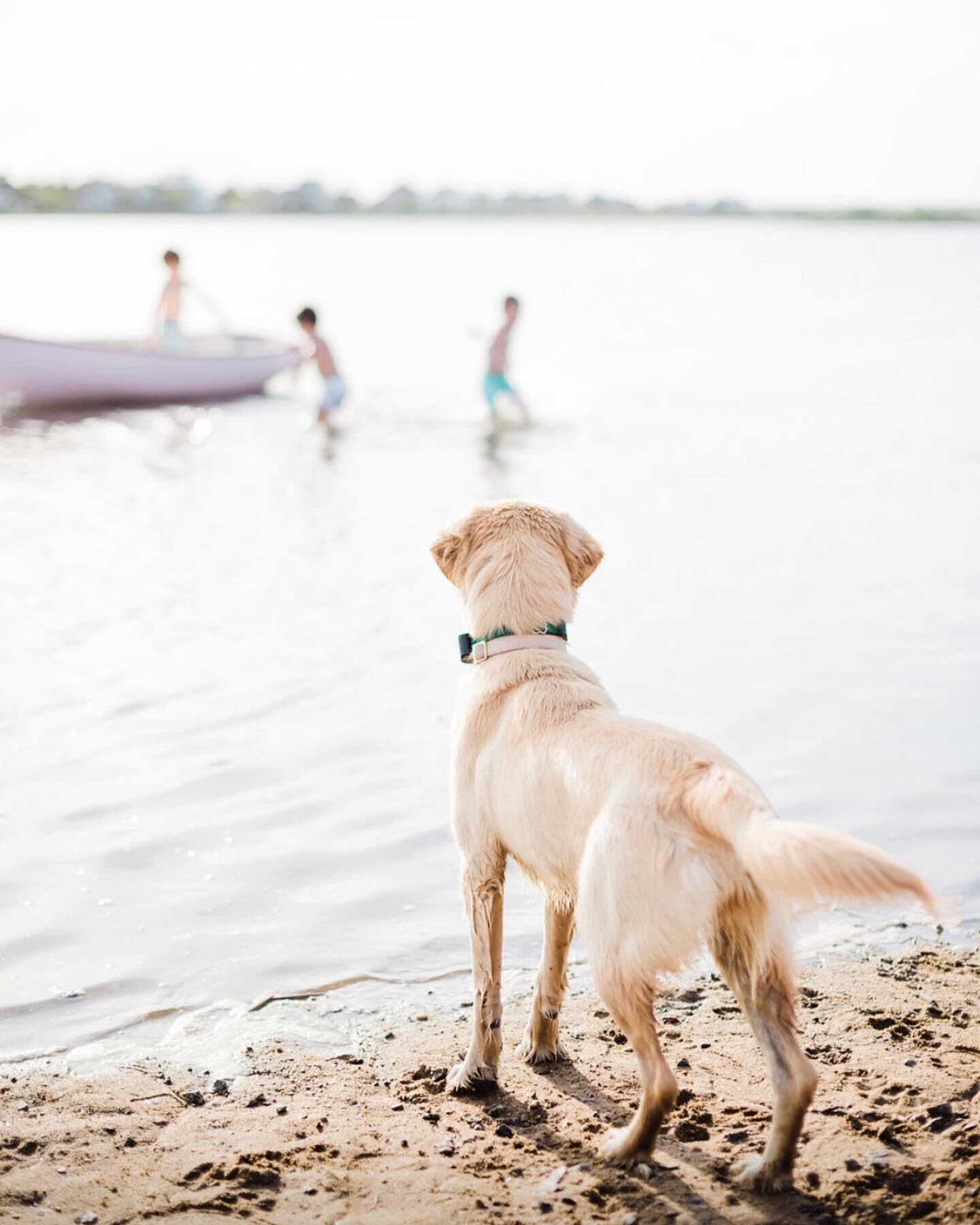 Did you know that we have a selection of dog friendly houses!? The Red Plum, Beach Cottage, Lane of Gold, and Sunset views will allow for 4 legged friends to join you!  We are already booking for next summer if you want to snag your week early!  Phot