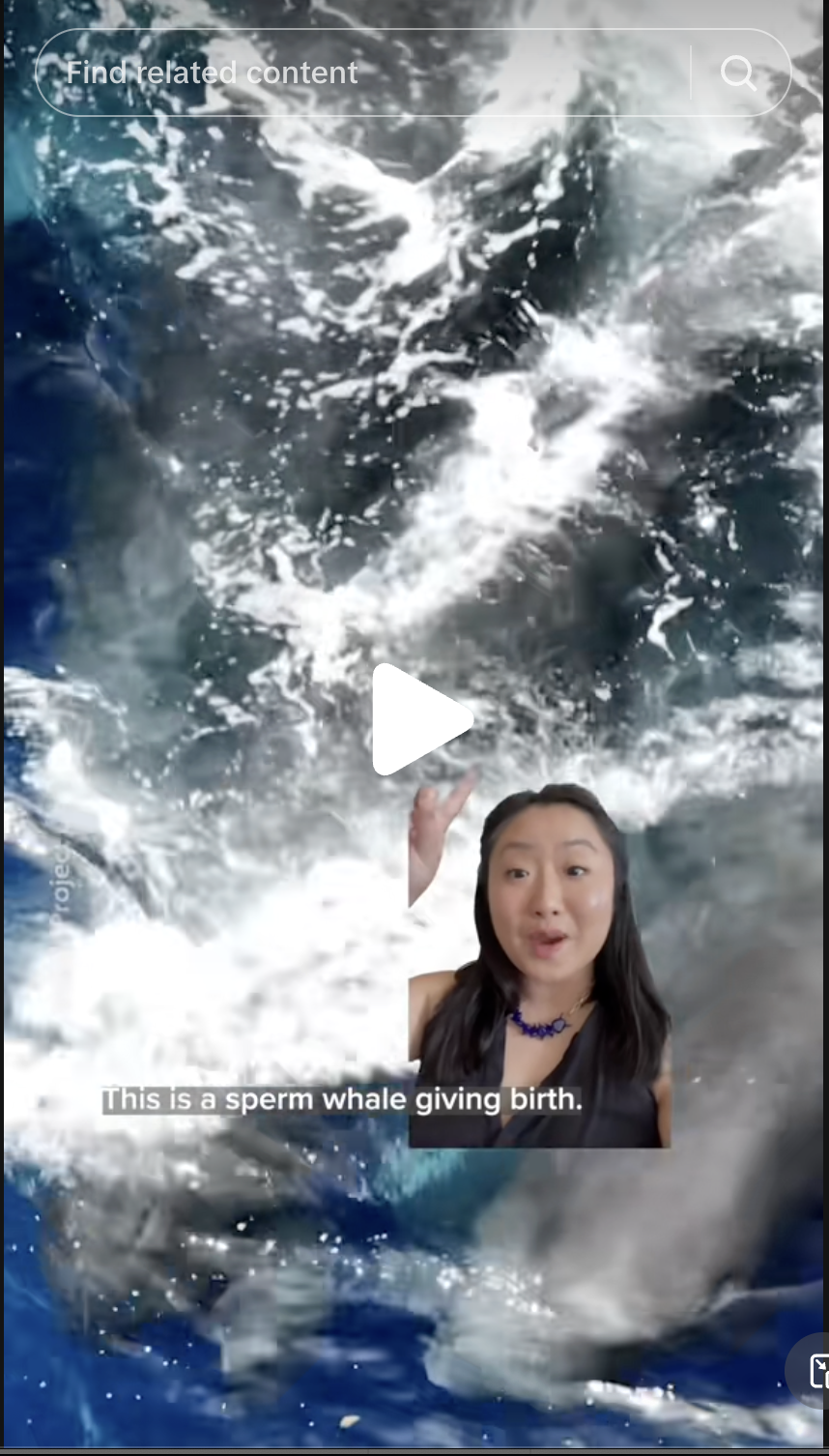 First-ever video of a sperm whale birth. This video has over 9.4 million views on TikTok.
