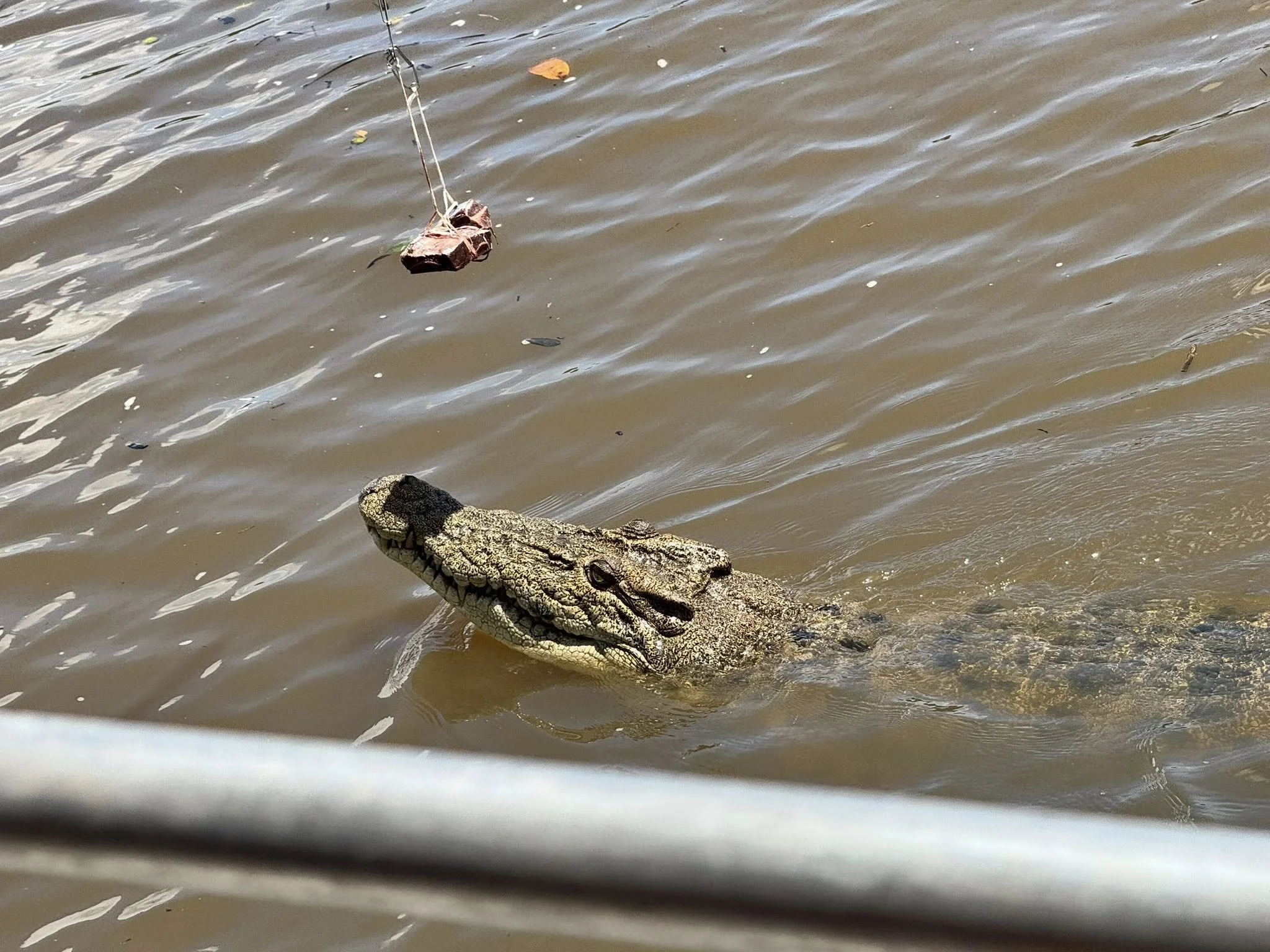 Crocodile Encounters in Darwin: A Wild Ride on the Adelaide River