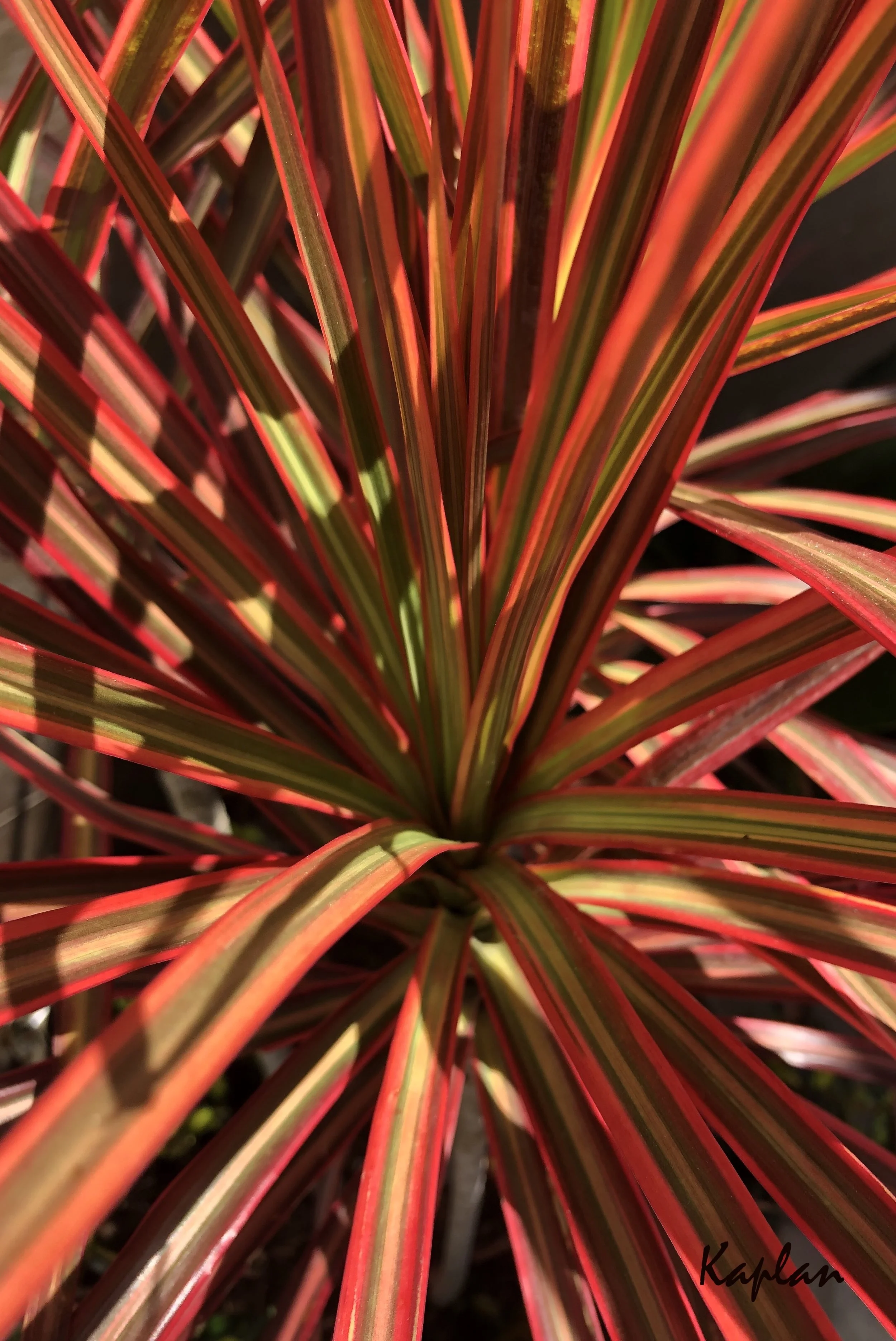 436 Palm Variety