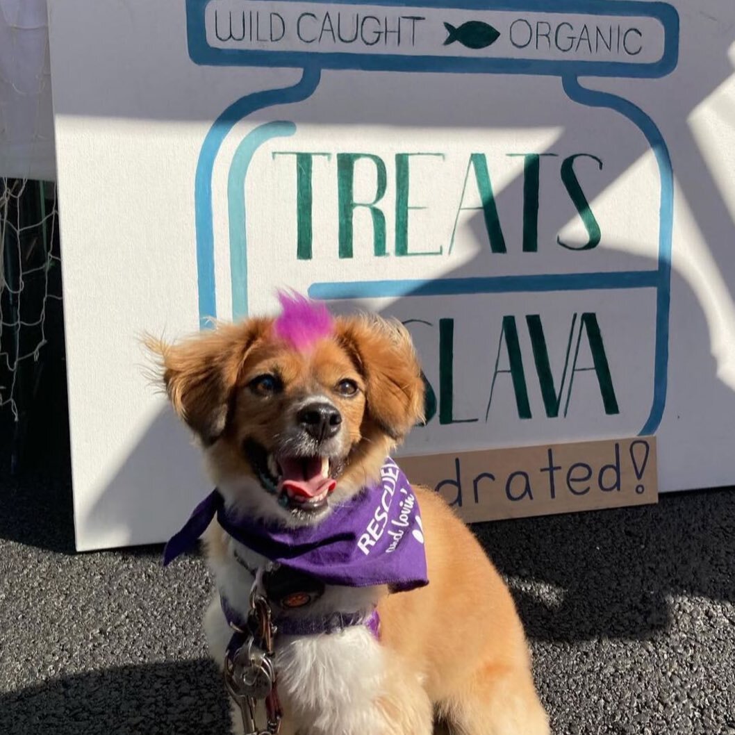 @vpferraro the cutest dog model lovin&rsquo; our treats! Thank you! 🐶🐶🐶

come visit us next time on our street fair&hellip;. 🐟🐟🐟