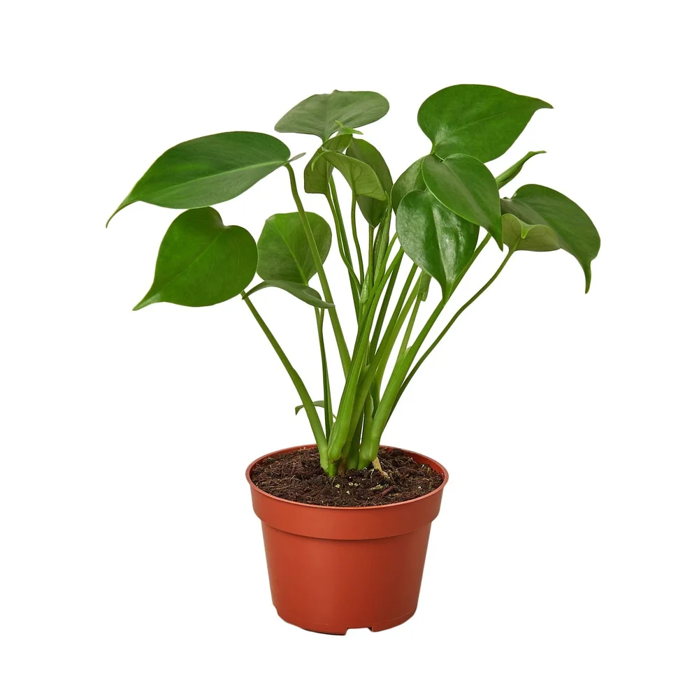 pics of succulent plants Exotic Succulent Collection