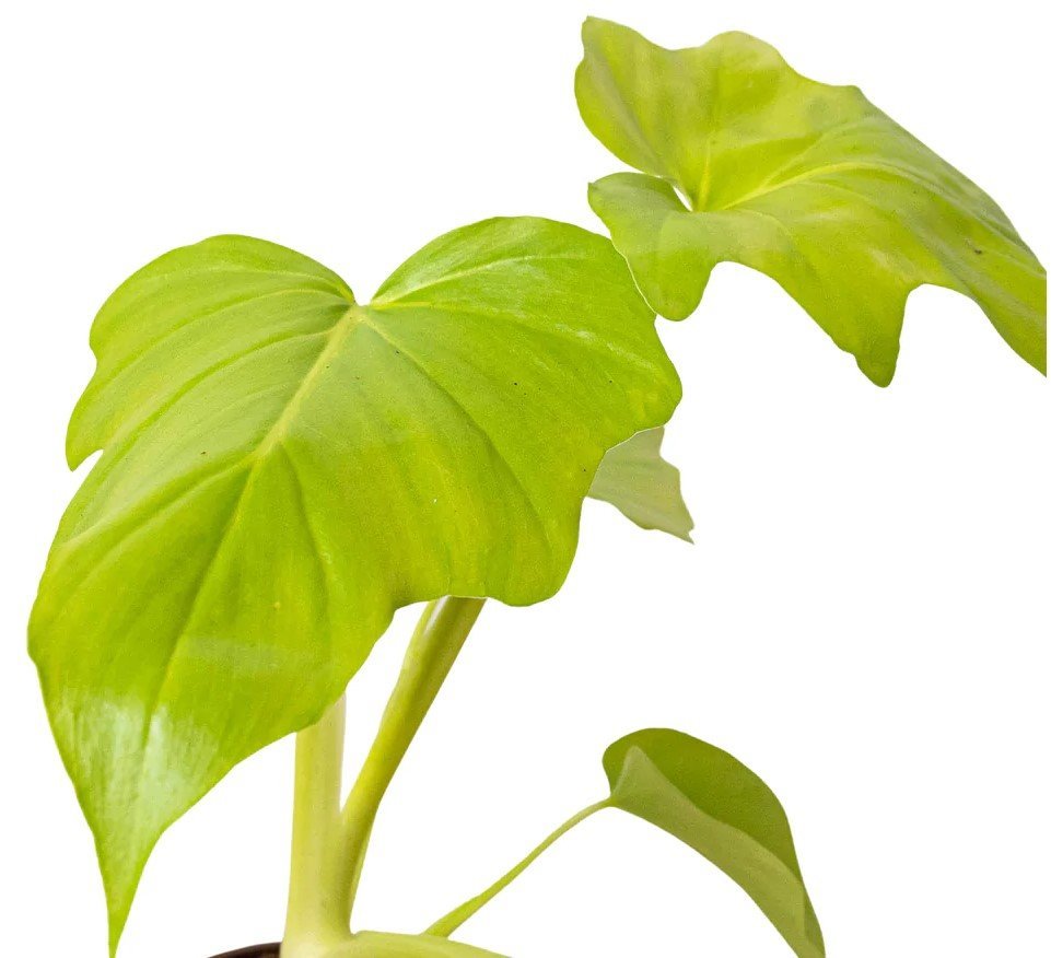 Philodendron 'Warscewiczii'  Plant Care Products