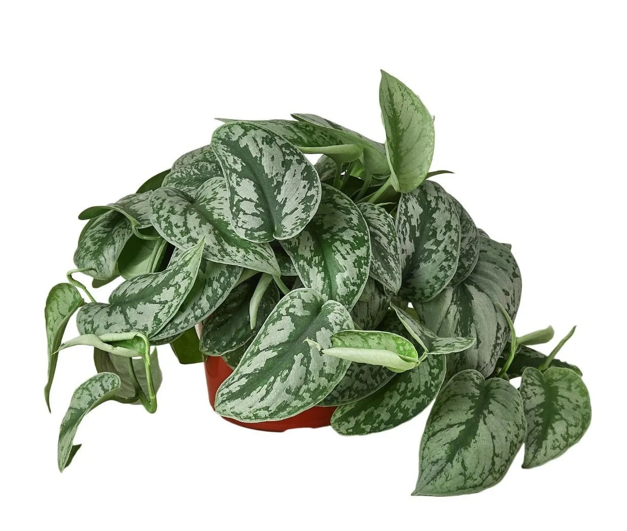 succulent & cactus Euphorbia lactea 'Variegata' : Real Live Succulent Cactus Plant