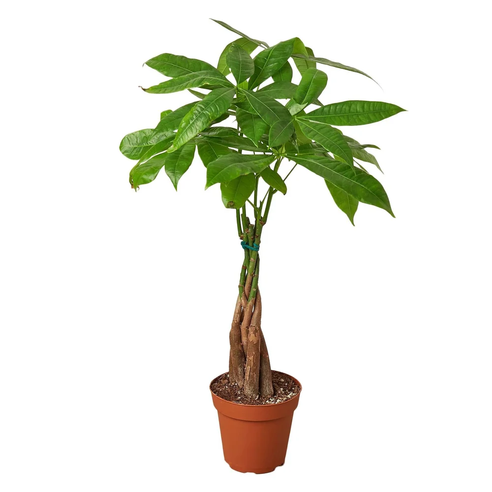 care for split philodendron Split Leaf Philodendron
