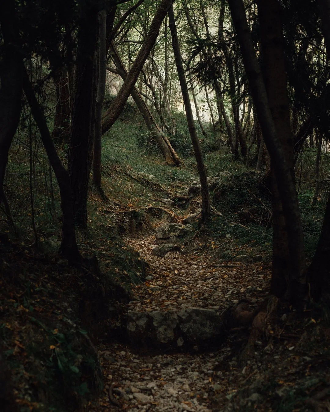 Golden leaves line the path, and the forest hums with quiet change. 
Every step feels like a small discovery waiting to happen.
The same spirit of exploration inspires everything we create at VUUS.
#vuus #vuusgear 
.
.
#OutdoorGear #EverydayCarry #