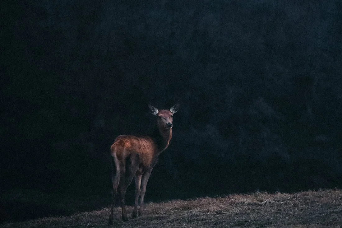 Vuus Zero Carabiner your versatile keychain and everyday carry essential for outdoor adventures, trekking, hiking, mountain, motorcycle and car gear. Meticulously crafted for precision, this minimalistic carabiner combines aesthetic and functionality