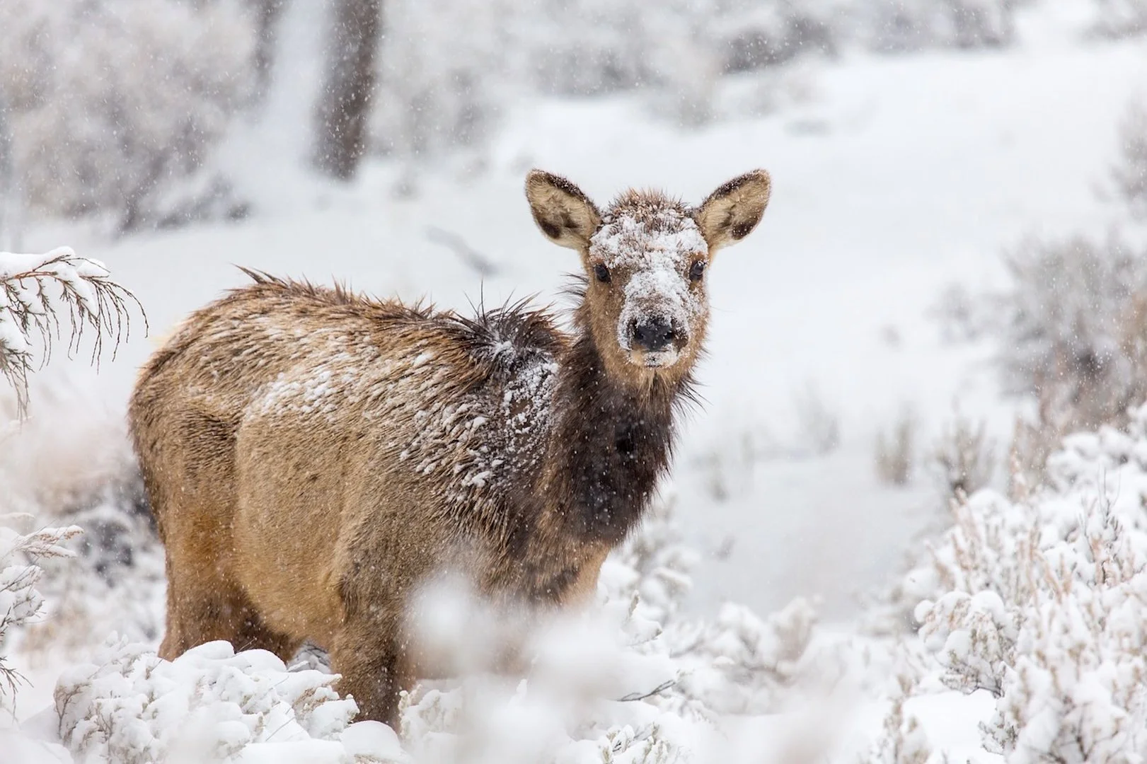 Recreation and Wildlife - A Discussion of Values, Context, and Perspectives